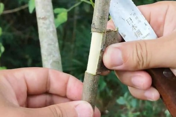 莲雾怎么繁殖，以播种、扦插、空中压条为主