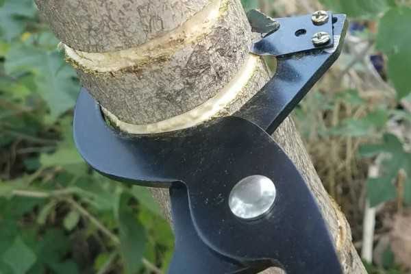 莲雾怎么繁殖，以播种、扦插、空中压条为主