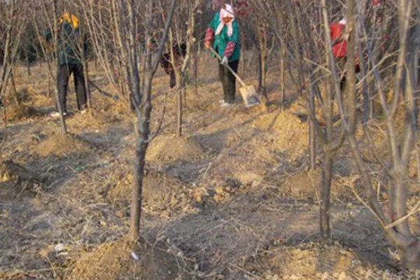 莲雾怎么繁殖，以播种、扦插、空中压条为主