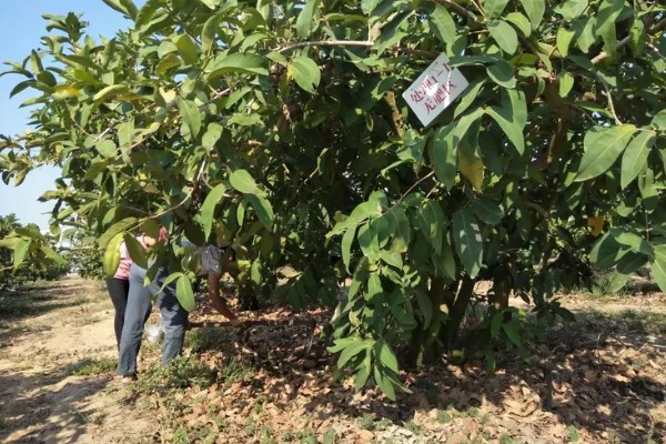 莲雾怎么繁殖，以播种、扦插、空中压条为主