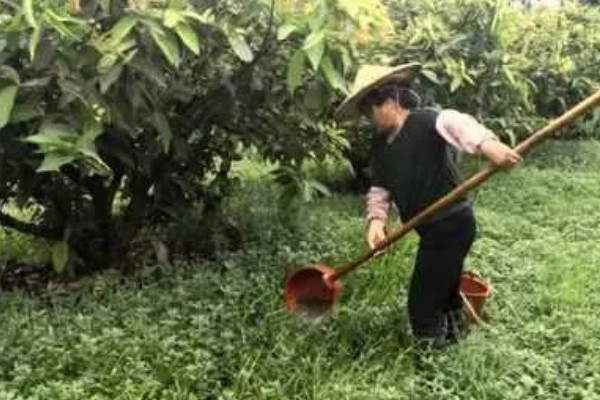 莲雾怎么繁殖，以播种、扦插、空中压条为主