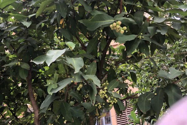 莲雾怎么繁殖，以播种、扦插、空中压条为主