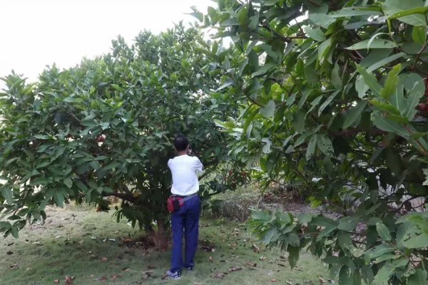 莲雾怎么繁殖，以播种、扦插、空中压条为主