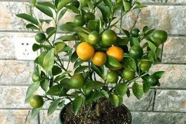 金桔叶子干枯怎么办，可更换盆土、控制浇水等