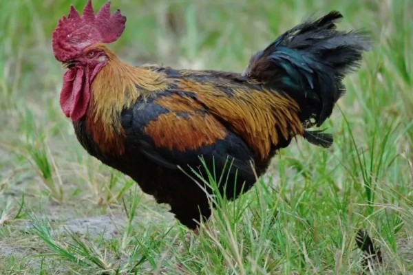 鸡的寿命，家养鸡一般能活3-5年左右