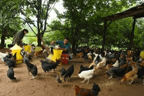 鸡的寿命，家养鸡一般能活3-5年左右