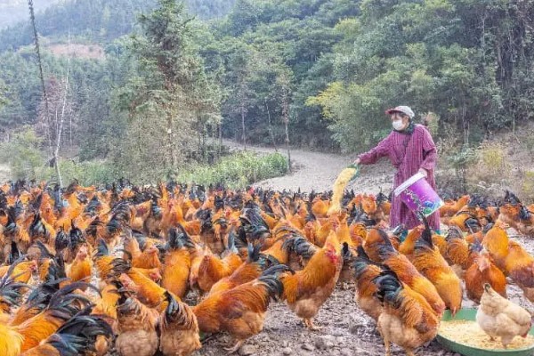 鸡的寿命，家养鸡一般能活3-5年左右