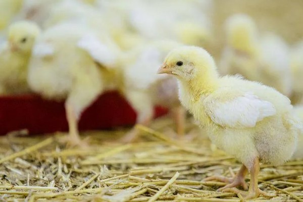 鸡的寿命，家养鸡一般能活3-5年左右