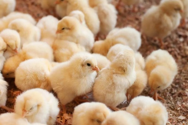 鸡的寿命，家养鸡一般能活3-5年左右