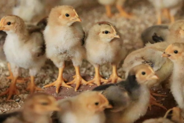 鸡的寿命，家养鸡一般能活3-5年左右