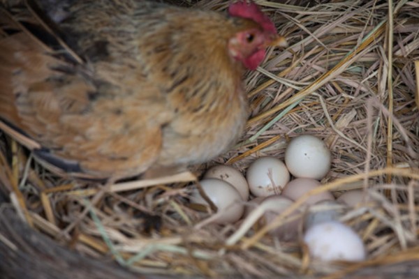 鸡的寿命，家养鸡一般能活3-5年左右