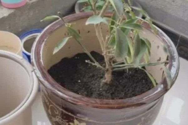 金桔叶子干枯怎么办，可更换盆土、控制浇水等