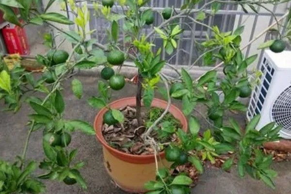 金桔叶子干枯怎么办，可更换盆土、控制浇水等