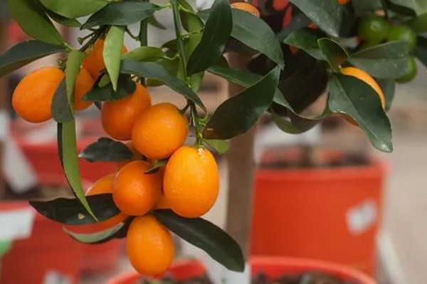 金桔叶子干枯怎么办，可更换盆土、控制浇水等