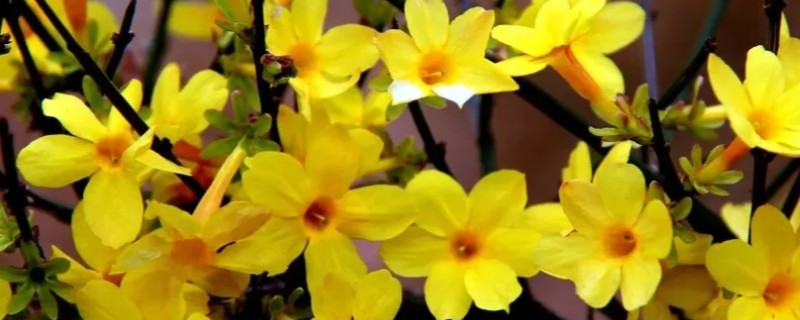 哪些花卉适合在春天种植,可选择迎春花、太阳花等品种