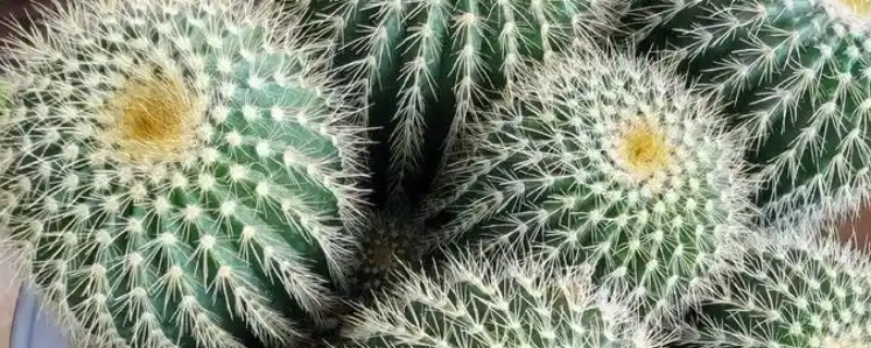 仙人球的修根方法,从盆中取出植株再将不良根系剪除