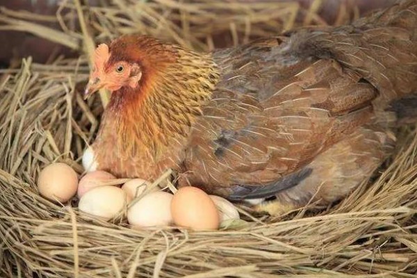 鸡的寿命，家养鸡一般能活3-5年左右