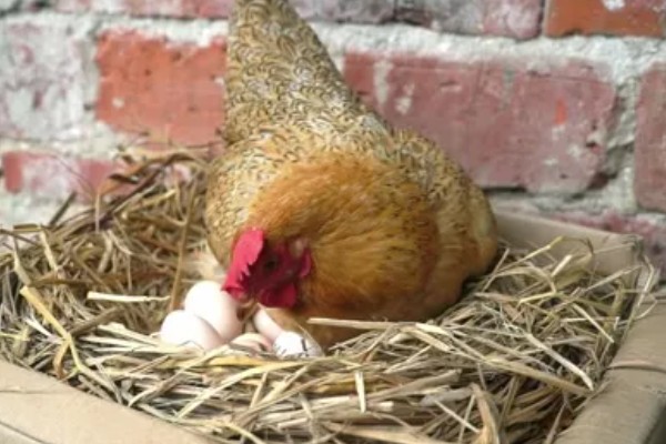 鸡的寿命，家养鸡一般能活3-5年左右