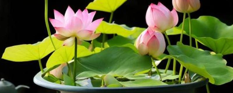 盆栽荷花怎样修剪，枯萎发黄的叶子需及时修剪
