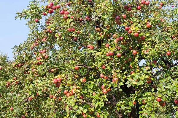 需要环割的树有哪些，常见苹果树、柿子树等品种