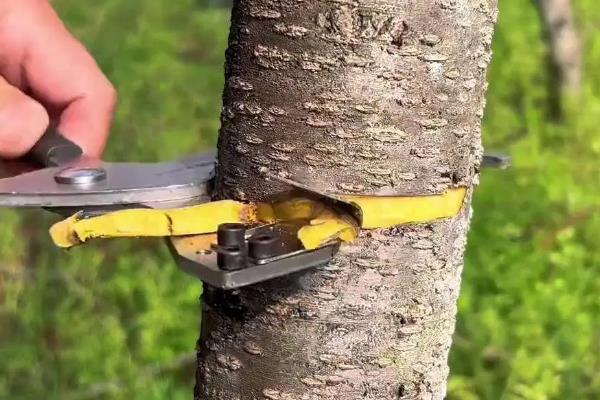 需要环割的树有哪些，常见苹果树、柿子树等品种