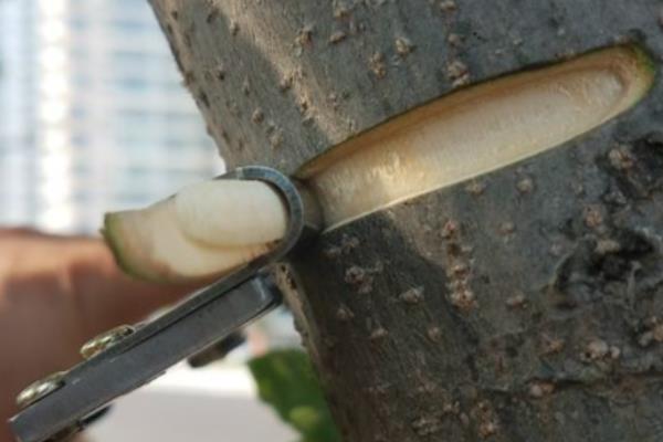 需要环割的树有哪些，常见苹果树、柿子树等品种