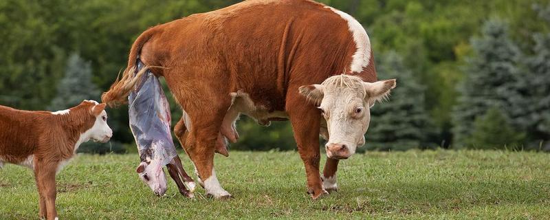 牛产仔前的表现，会时起时卧、频频排尿