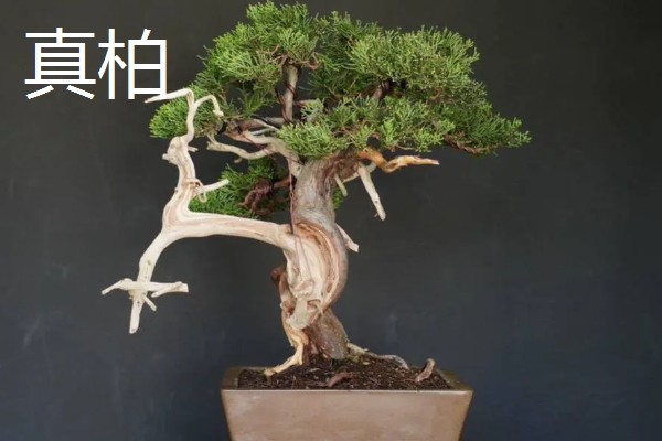 区分真柏的方法,真柏的叶片在茎干上交叉生长