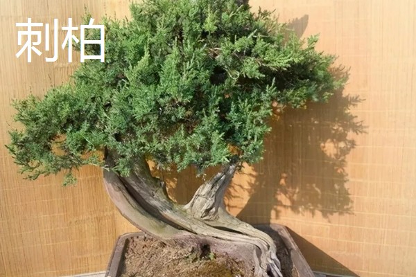 区分真柏的方法,真柏的叶片在茎干上交叉生长