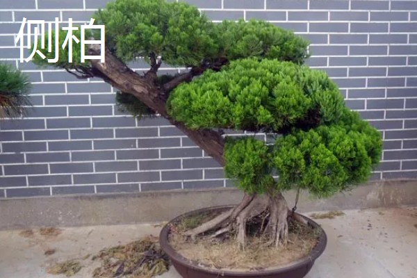 区分真柏的方法,真柏的叶片在茎干上交叉生长