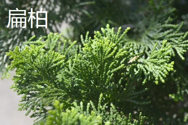 区分真柏的方法,真柏的叶片在茎干上交叉生长