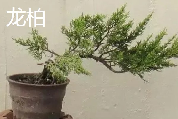 区分真柏的方法,真柏的叶片在茎干上交叉生长