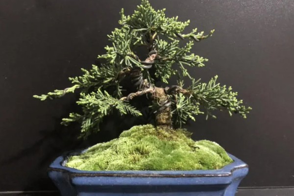 区分真柏的方法,真柏的叶片在茎干上交叉生长