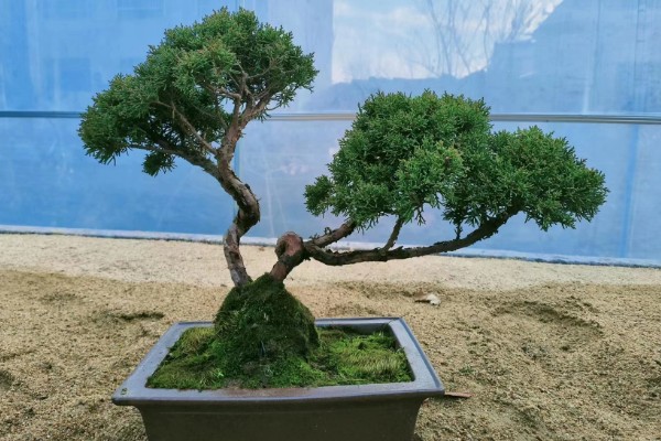 区分真柏的方法,真柏的叶片在茎干上交叉生长