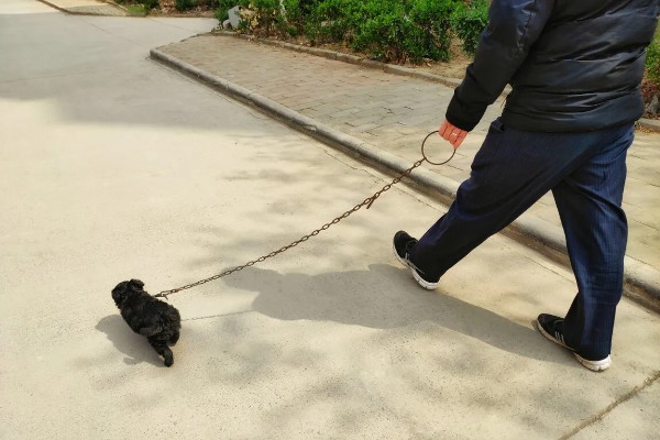 狗狗尿路感染的预防措施，日常卫生清洁是非常重要