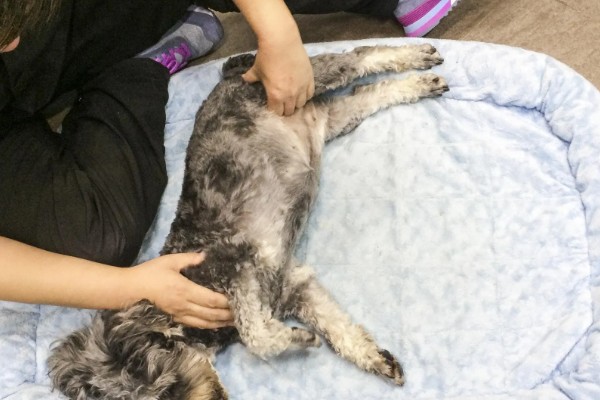 狗狗尿路感染的预防措施，日常卫生清洁是非常重要