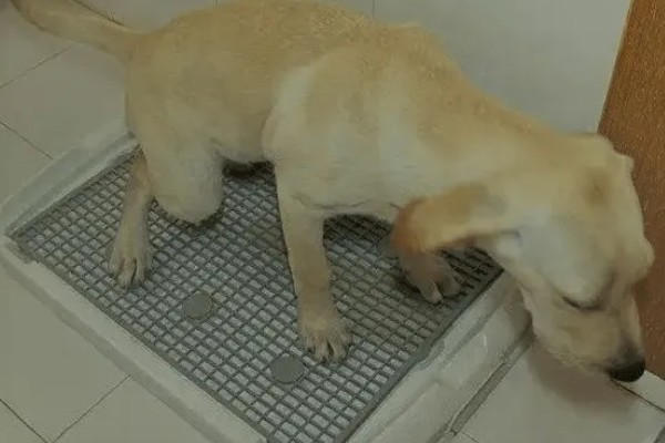 狗狗尿路感染的预防措施，日常卫生清洁是非常重要