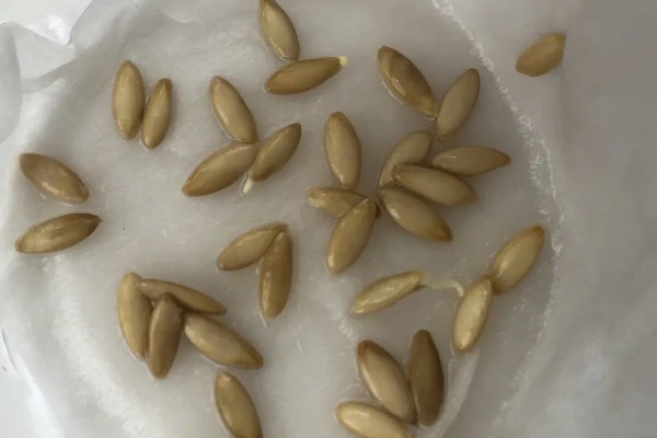 黄瓜的催芽方法，种子浸入温水浸泡催芽