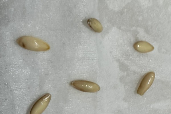 黄瓜的催芽方法，种子浸入温水浸泡催芽