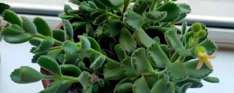 夏天怎么养熊童子，正午要适当的进行遮光