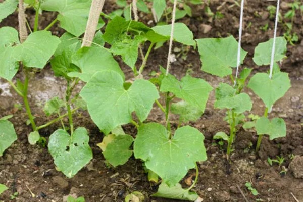 黄瓜的催芽方法，种子浸入温水浸泡催芽