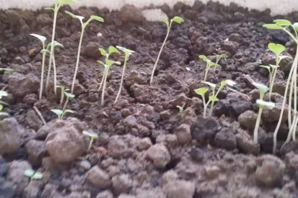 黄瓜的催芽方法，种子浸入温水浸泡催芽