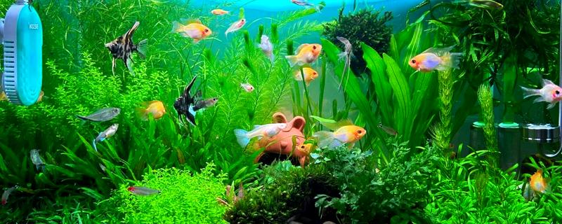 养鱼如何让水变清澈，安装过滤器并定期换水