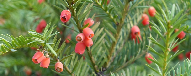 红豆杉叶子干枯的原因及解决方法，可能是浇水不当所致