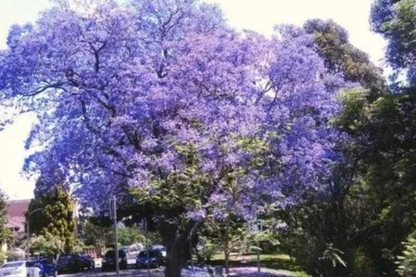 蓝花楹的简介，是一种落叶乔木