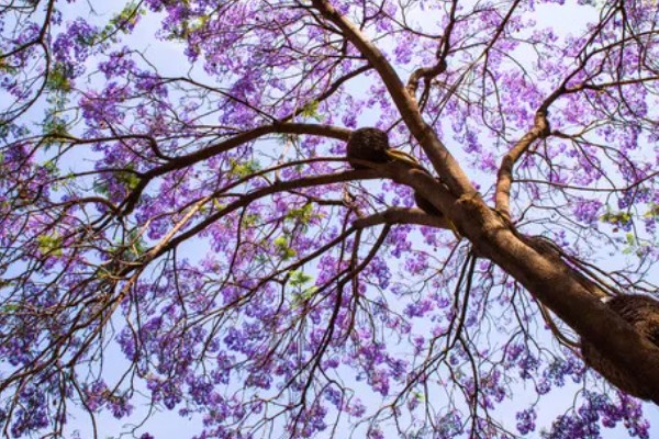 蓝花楹的简介，是一种落叶乔木