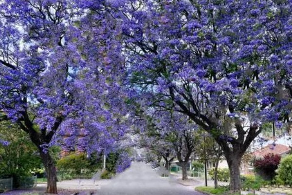 蓝花楹的简介，是一种落叶乔木