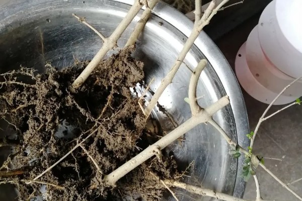 蓝花楹的简介，是一种落叶乔木