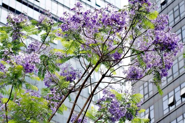 蓝花楹的简介，是一种落叶乔木