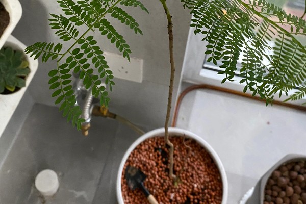 蓝花楹的简介，是一种落叶乔木